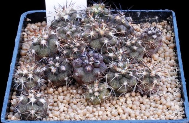 Copiapoa_echinoides_1